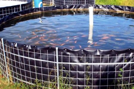 biofloc-Fish