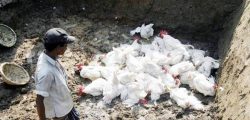 bird-flu-story,-facebook_647_102116022216