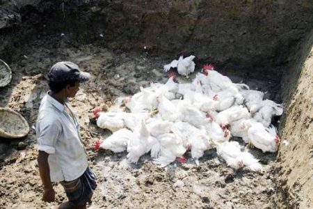 bird-flu-story,-facebook_647_102116022216