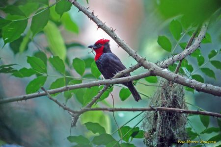 bird-in-tree-1_2jub8clXIv