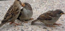 bird