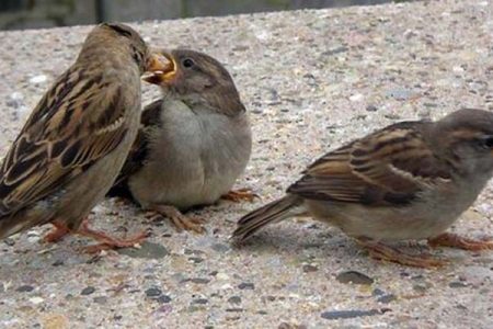 bird