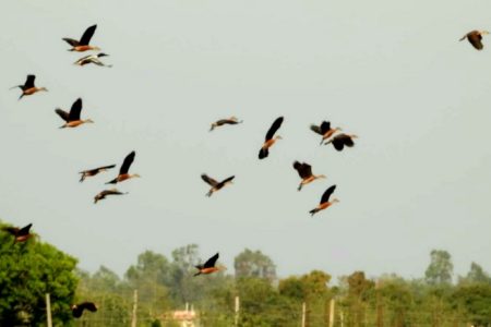 bird