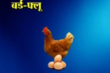 bird_flue_kAvcocWDaU