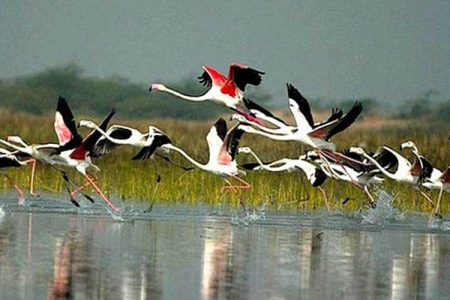 birds-flying-water