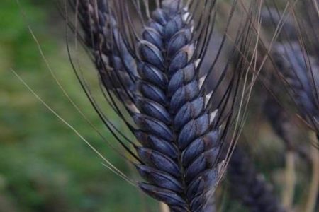 black-wheat_l5fSVEQ0eD