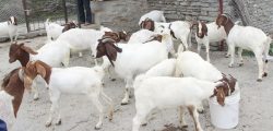 boyar_goat_bakhra_palan_1