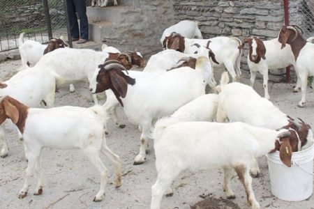 boyar_goat_bakhra_palan_1