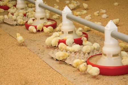 broiler-chicks