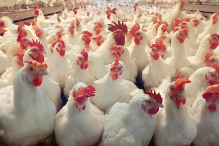 broiler