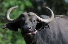buffalo-1-1140x720