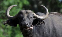 buffalo-1-1140x720