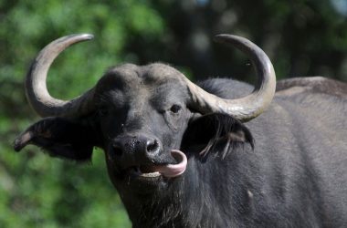 buffalo-1-1140x720