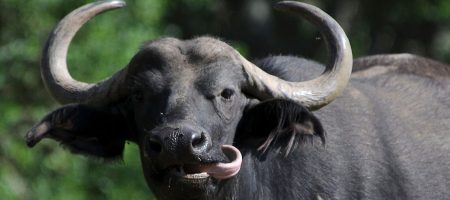 buffalo-1-1140x720