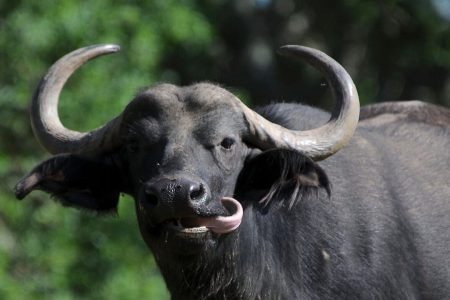 buffalo-1-1140x720