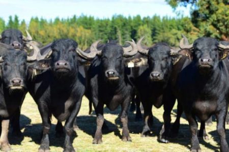 buffalo-800x445-758x422-1