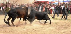 bull-fight