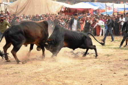 bull-fight