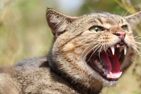 cat