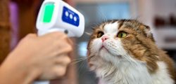 TOPSHOT - An employee takes the temperature of a cat at the re-opened Caturday Cat Cafe, which had been temporarily shuttered due to concerns about the spread of the COVID-19 novel coronavirus, in Bangkok on May 8, 2020. (Photo by Lillian SUWANRUMPHA / AFP) (Photo by LILLIAN SUWANRUMPHA/AFP via Getty Images)
