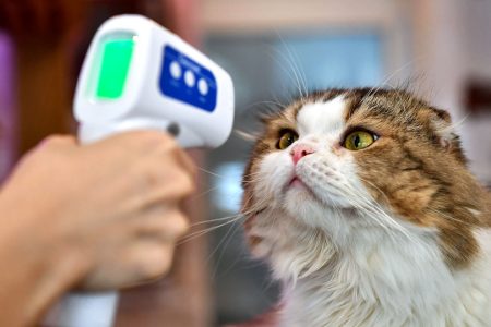 TOPSHOT - An employee takes the temperature of a cat at the re-opened Caturday Cat Cafe, which had been temporarily shuttered due to concerns about the spread of the COVID-19 novel coronavirus, in Bangkok on May 8, 2020. (Photo by Lillian SUWANRUMPHA / AFP) (Photo by LILLIAN SUWANRUMPHA/AFP via Getty Images)