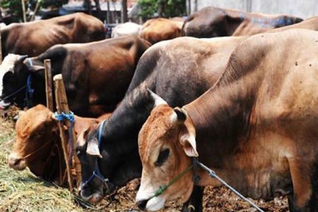 cattle-for-slaughter