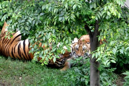 central-zoo-in-lockdown-2-0892020102642