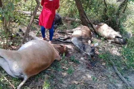 chaupaya-animal-goli-hani-hatya-koshi