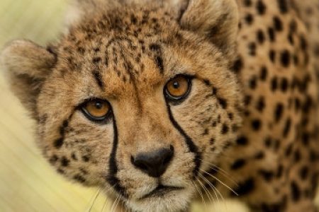 cheetah-002