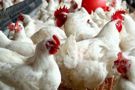 chicken
