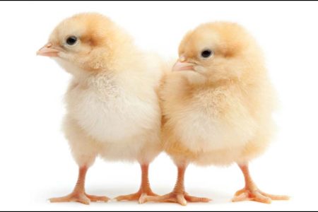 chicks