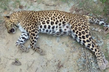 chituwa_cheetah