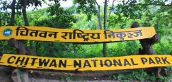chitwan-1