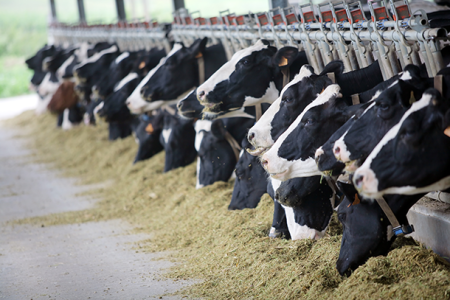 cow-business-gaipalan_fjC4Yjz2Vc