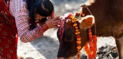 cow-puja