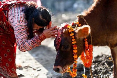 cow-puja