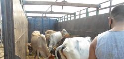 cow_nepalgunj-to-banke1