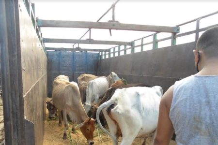 cow_nepalgunj-to-banke1