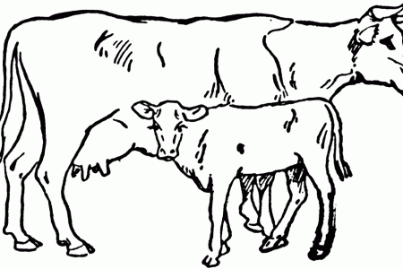 cowandcalf_19915_lg