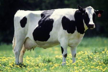 cowb61e42