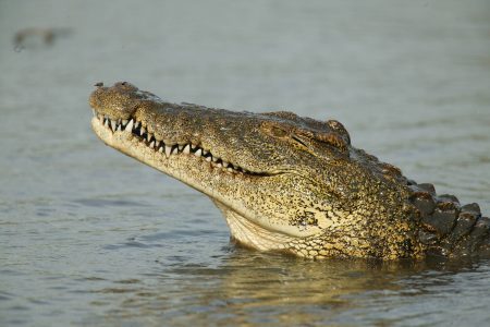 crocodile_ezRoXBfXU2