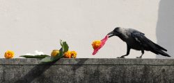 Crows pick the food offered by the devotes during Kaag Tihar at Chagal in the capital on Tuesday. October 17, 2017. PHOTO/SANJOG MANANDHAR