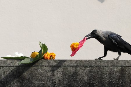 Crows pick the food offered by the devotes during Kaag Tihar at Chagal in the capital on Tuesday. October 17, 2017. PHOTO/SANJOG MANANDHAR