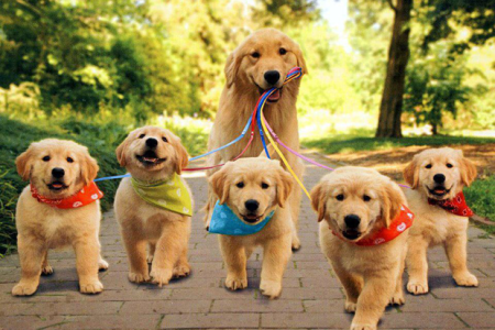 cute-dogs-pictures-2-1-10-4-5-6-2-1-2-3-4-5