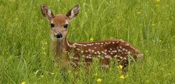 deer-pictures-to-download-wallpaper-preview