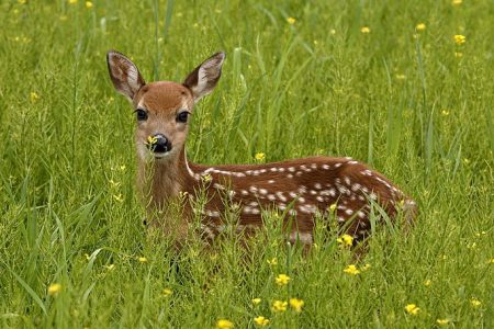 deer-pictures-to-download-wallpaper-preview