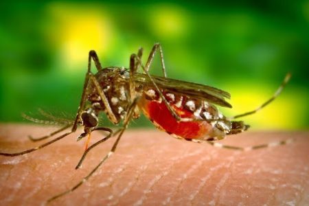 dengue
