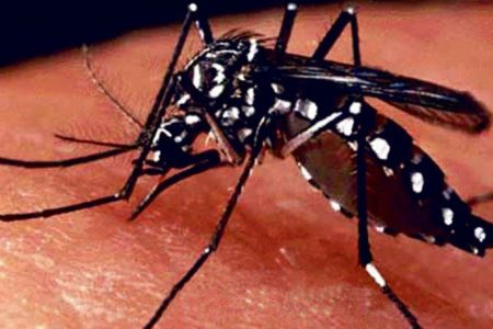 dengue