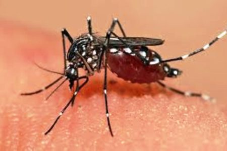 dengue