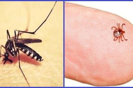 dengue_Scrub